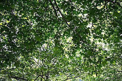 《inZOI云族裔》大型DLC海岛假日首曝 超多新玩法