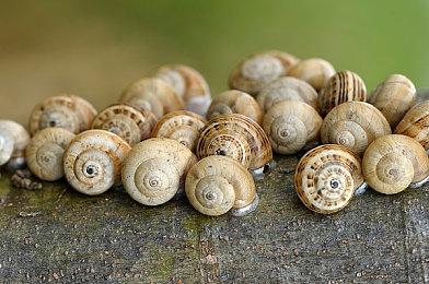 《黑道圣徒：重启版》即将进行终极自定义展示